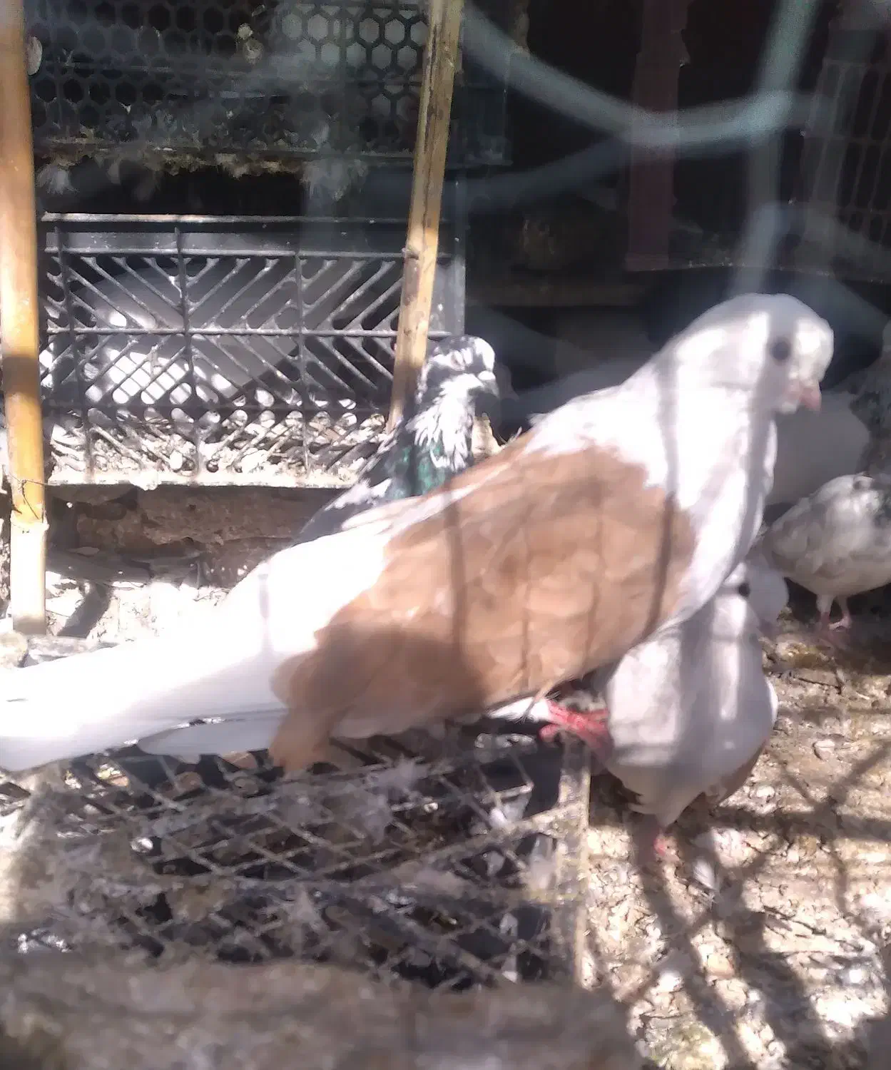 کبوتر نقش|پرنده|عنبرآباد, |دیوار