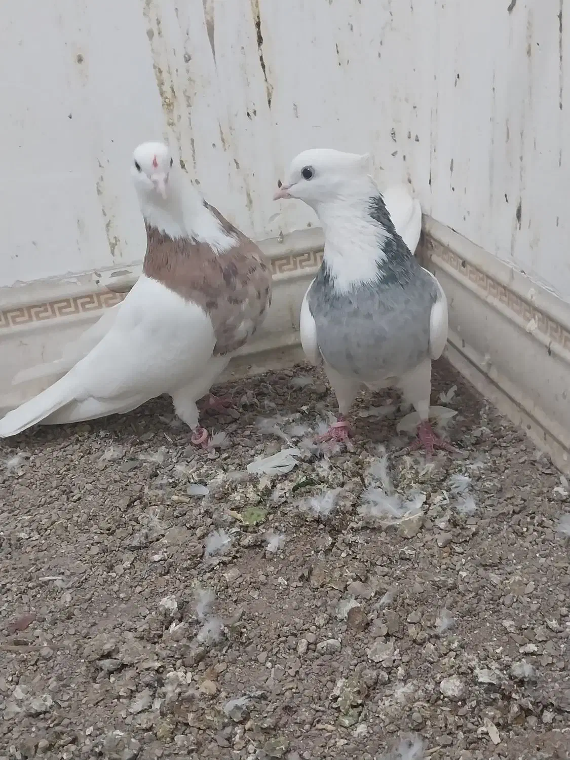 طوقی  ودمسفید|حیوانات|زرند, |دیوار