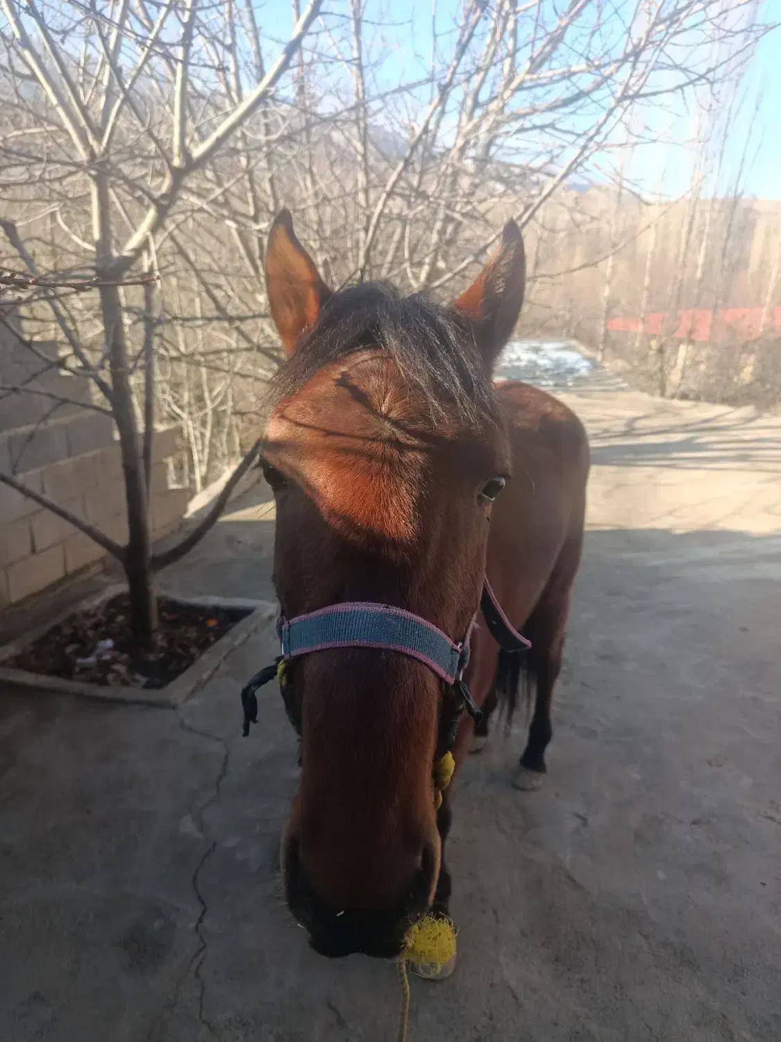 فروش اسب|اسب و تجهیزات اسب‌سواری|سملقان, |دیوار