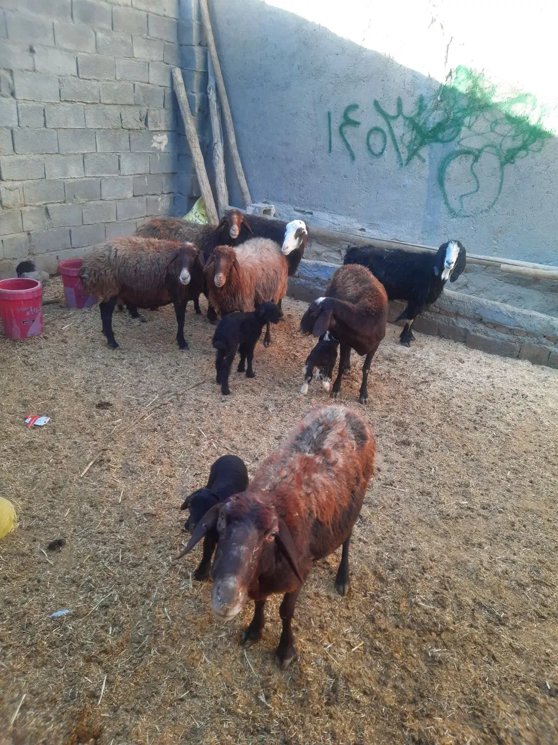 میش و بره گوسفند|حیوانات مزرعه|زاغه, |دیوار