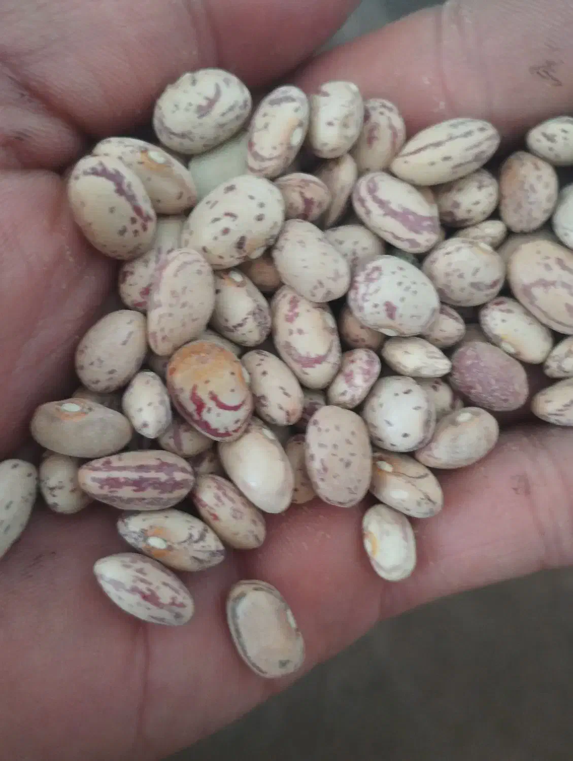 لوبیا چیتی تمیز|عمده‌فروشی|الیگودرز, |دیوار