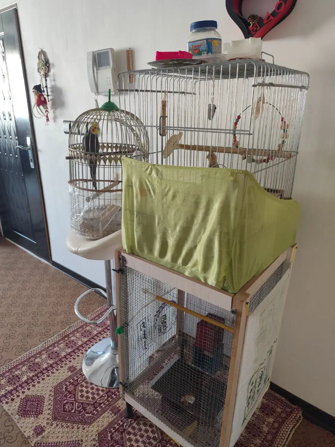 یک جفت بادوتا بچه دوماهه بادوتاقفس ولوازم|پرنده|بجنورد, |دیوار