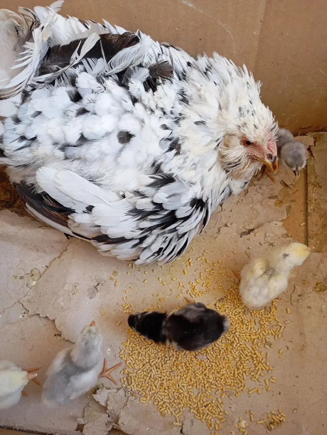 فروش تخم مرغ گلین خالص و فول کیفیت|حیوانات مزرعه|کازرون, |دیوار