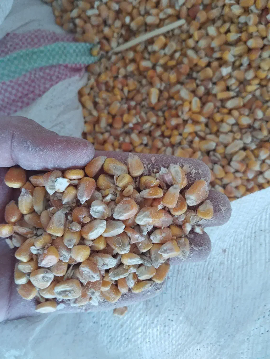 ذرت|عمدهفروشی|تربت جام, شاهد|دیوار