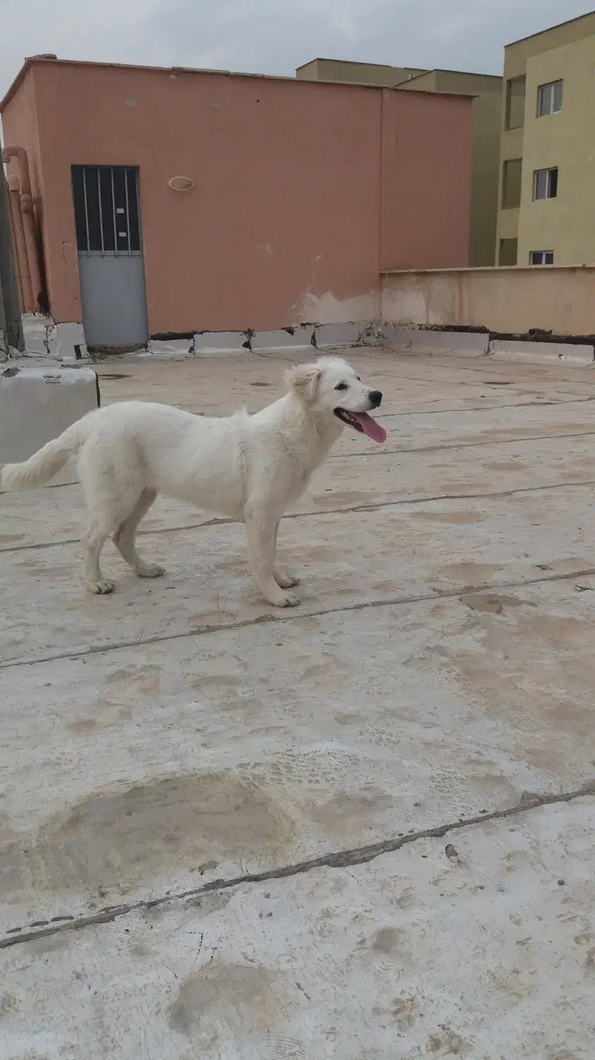 سگ بازیگوش|سگ|رباط‌کریم, رباط‌کریم|دیوار