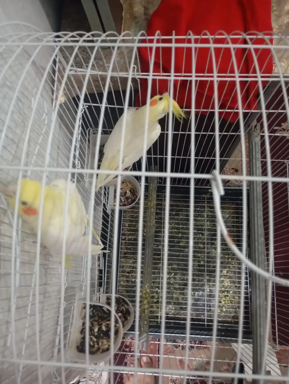 عروس پاریس|پرنده|کارون, |دیوار