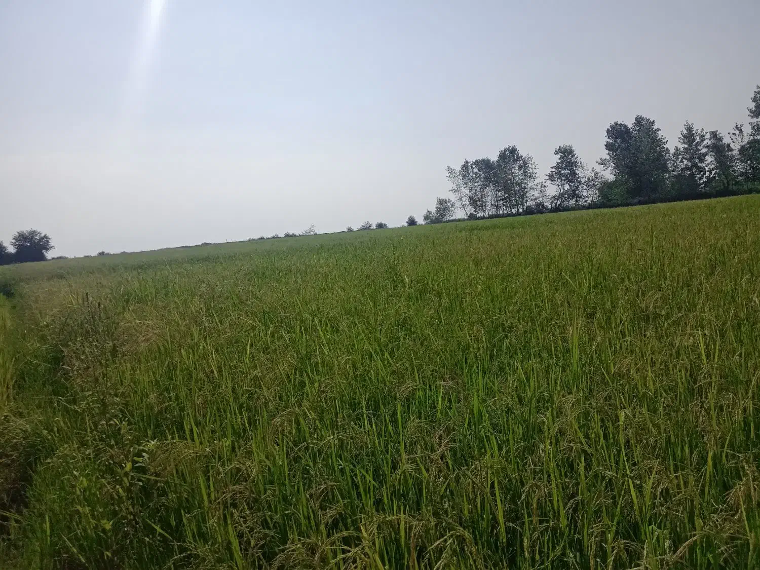 زمین زراعی|فروش زمین و ملک کلنگی|چوبر, |دیوار