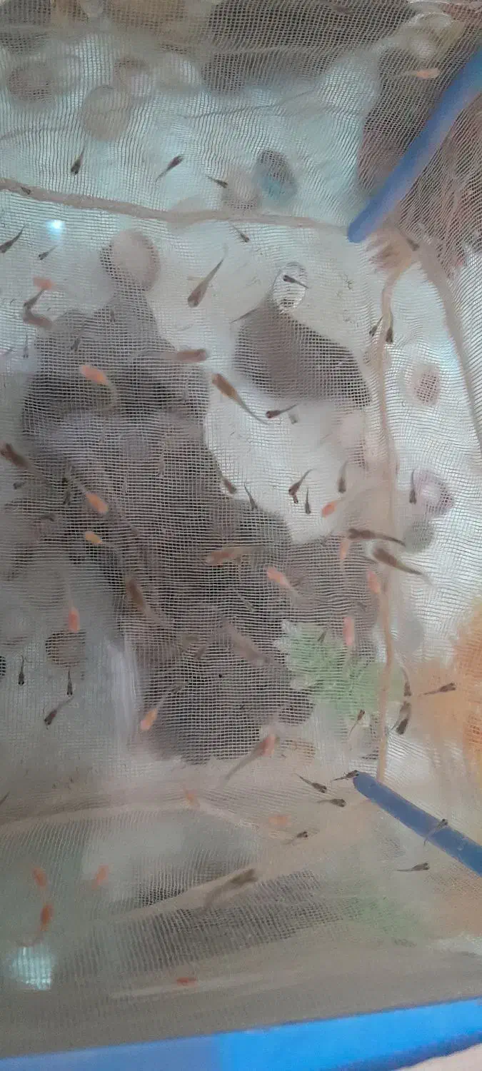 ۱۰۰ عدد ماهی گوپی|ماهی|قم, مهدی آباد|دیوار