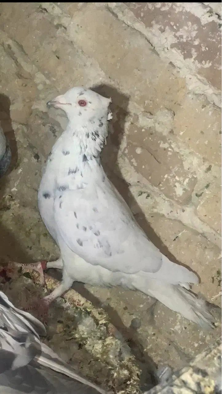 کبوتر موشی طوق سفید ماده سرور ماده|پرنده|لار, |دیوار