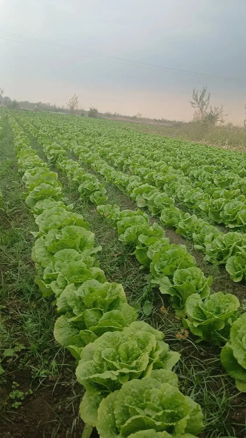 کاهو محلی|خوردنی و آشامیدنی|خان ببین, |دیوار