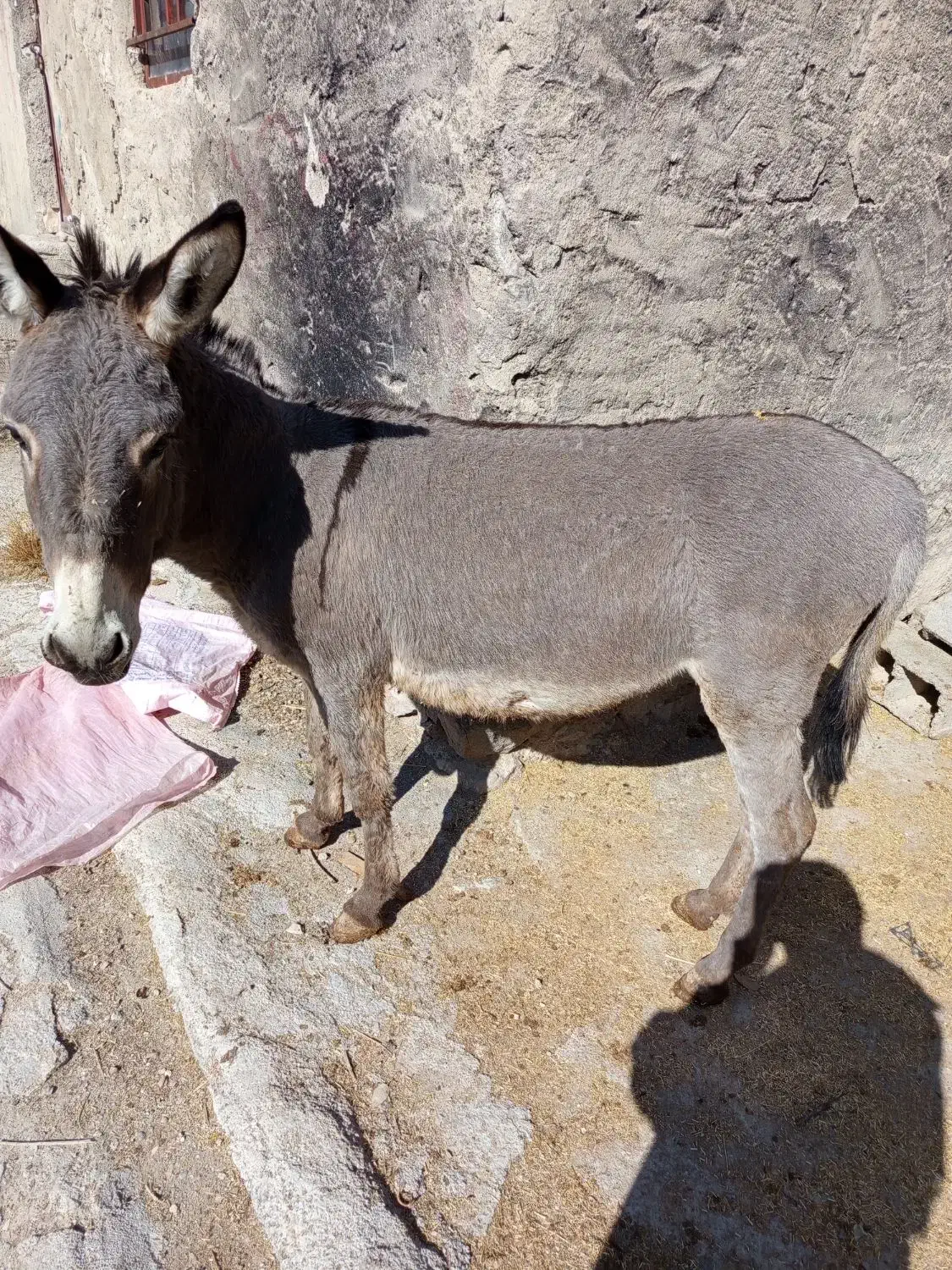 الاغ|حیوانات مزرعه|لوداب, |دیوار