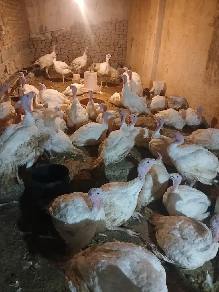 بوقلمون|حیوانات مزرعه|هشتگرد, تهران دشت|دیوار