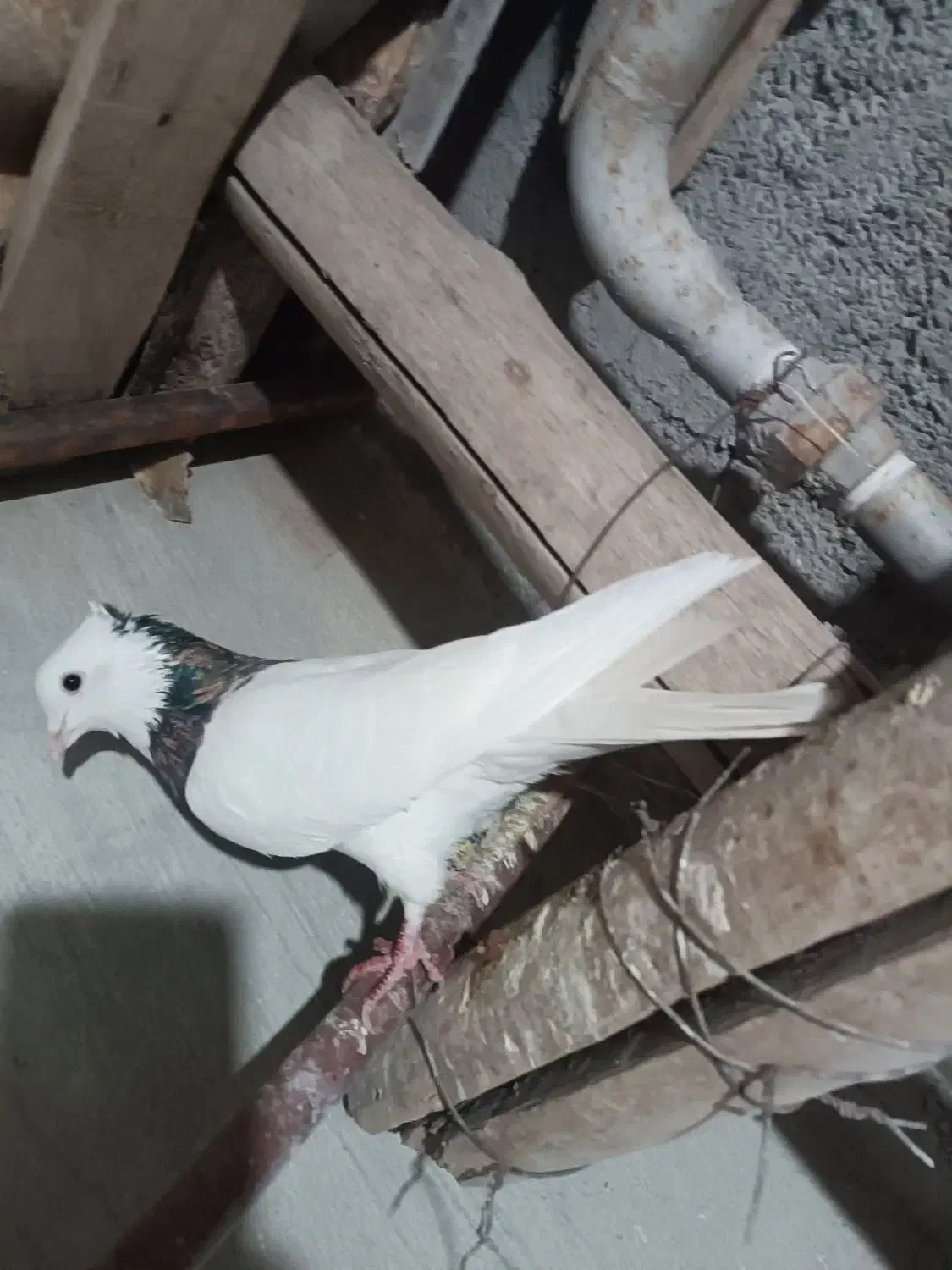 طوقی|پرنده|کرمانشاه, |دیوار