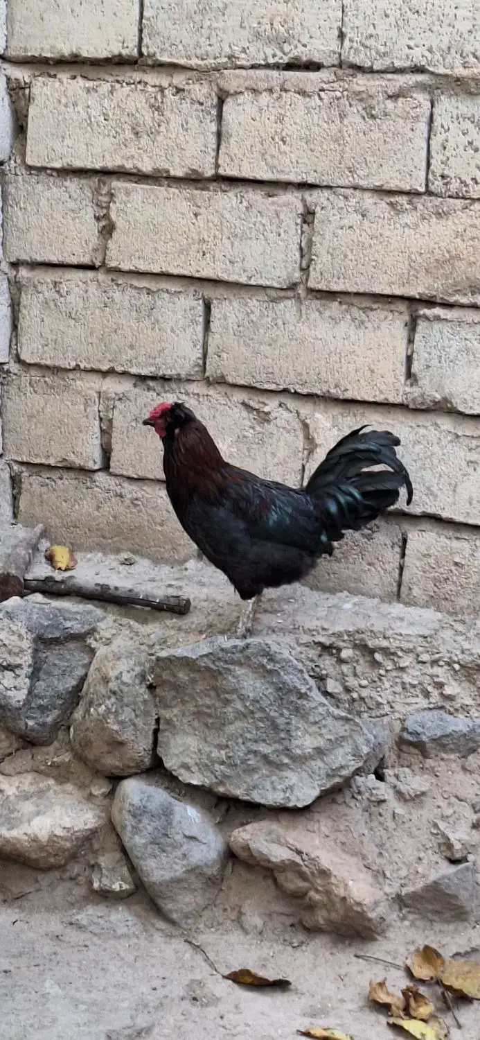 خروس گلین|حیوانات مزرعه|مشگین شهر, |دیوار