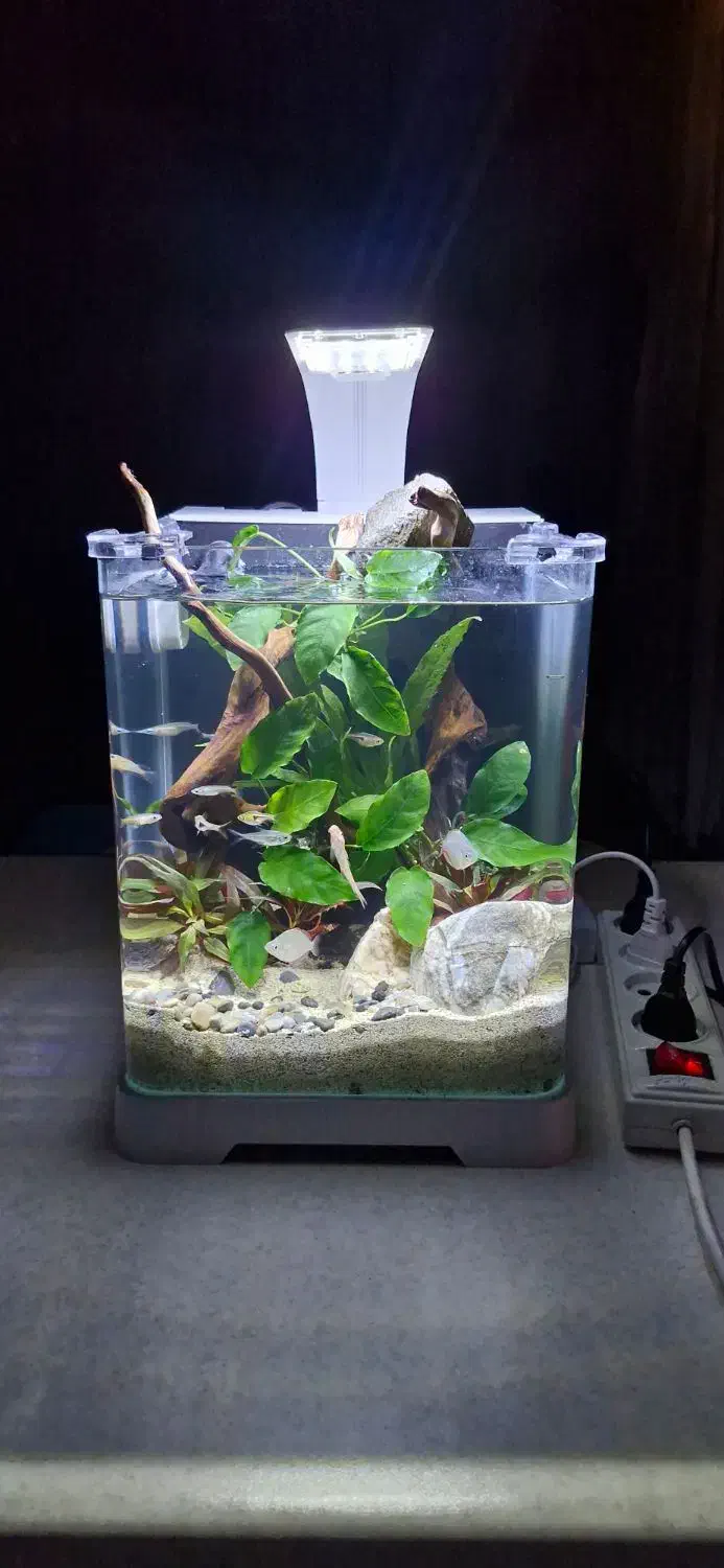 اکواریوم|ماهی|لنجان, |دیوار