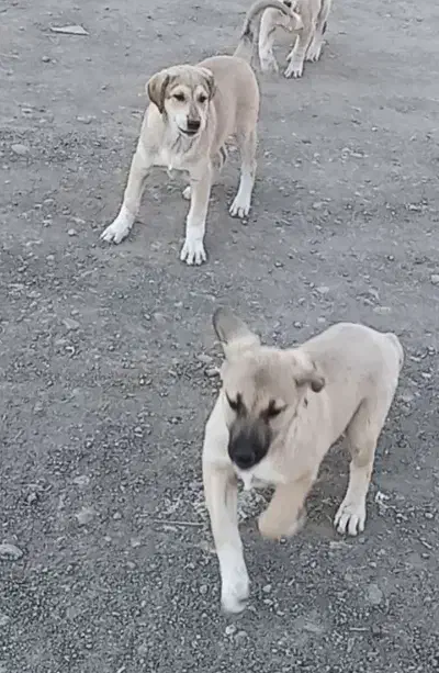 حیوان خوب|حیوانات|خوی, |دیوار