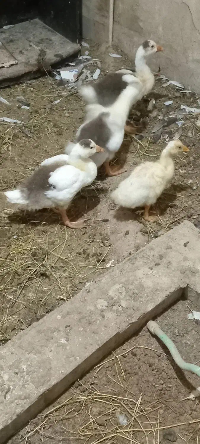 غاز|حیوانات مزرعه|کارون, |دیوار