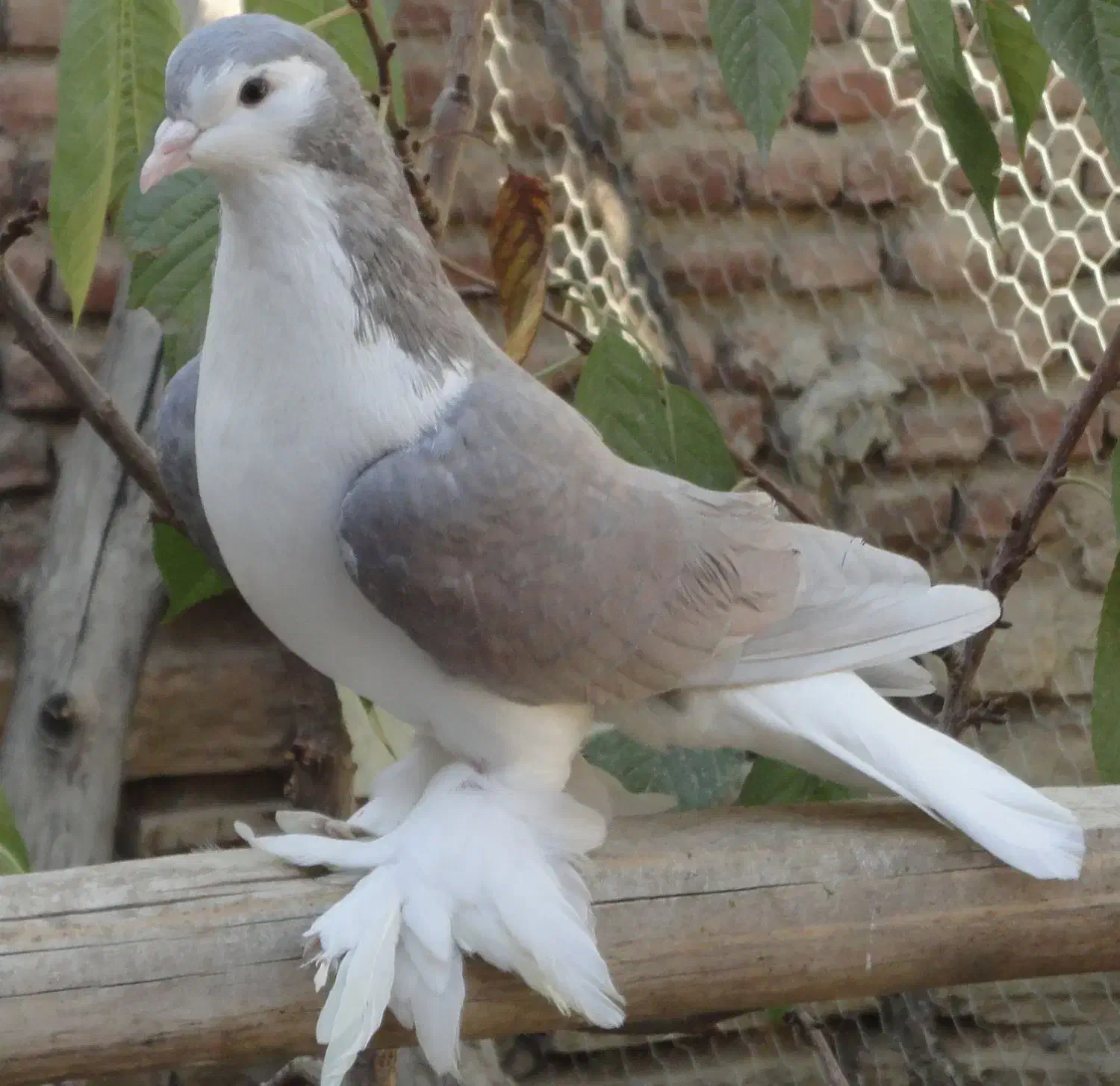 کبوتر لاهور|پرنده|نقده, |دیوار