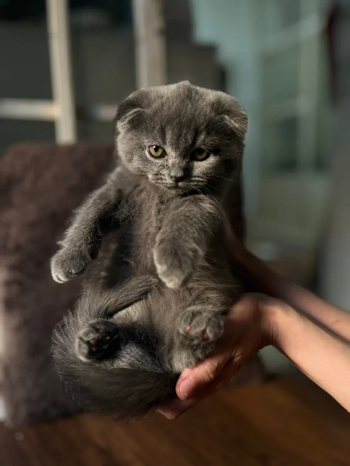 اسکاتیش کوچولو|گربه|تهران, حبیب الله|دیوار