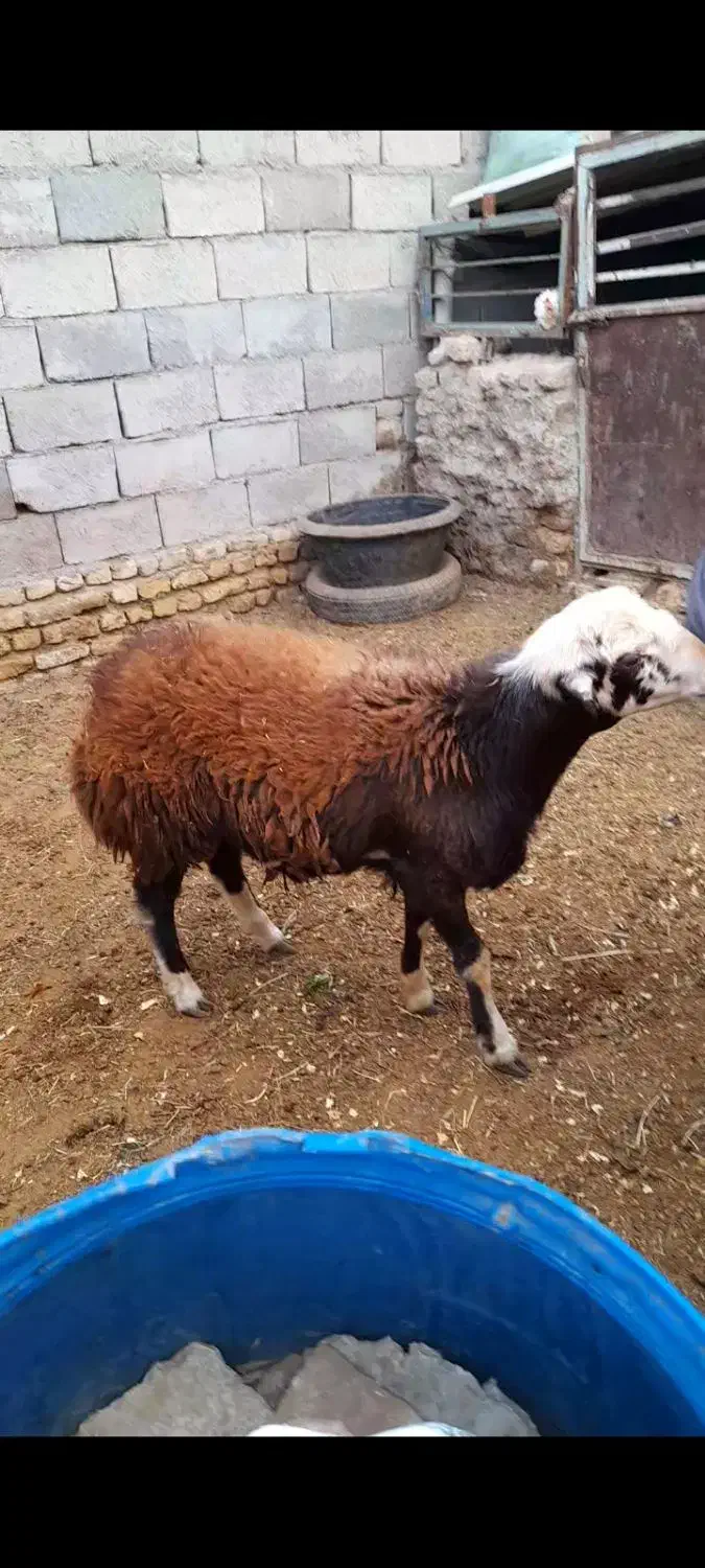 بره قوچی|حیوانات مزرعه|رضویه, |دیوار