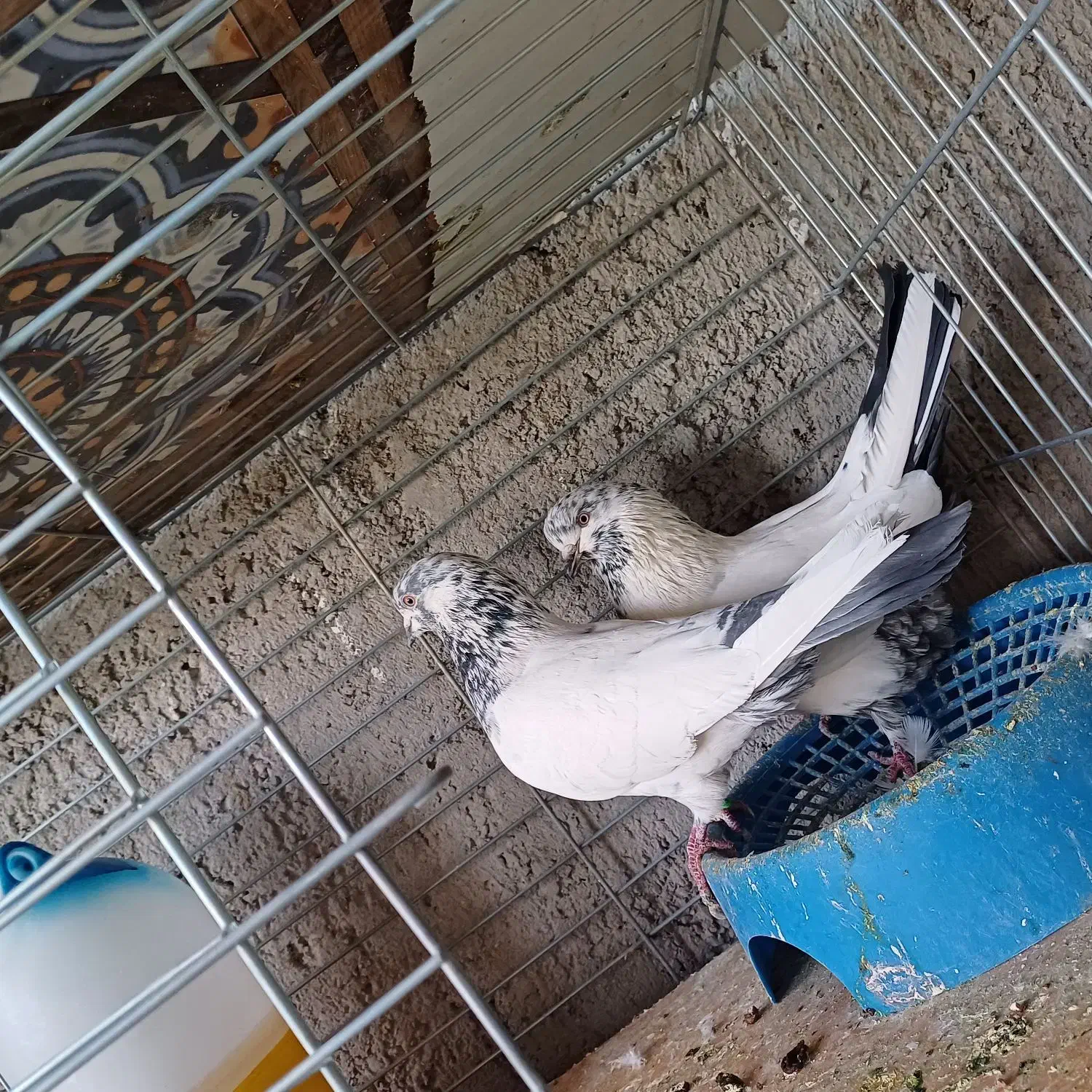 کفتر کاشانی|پرنده|حمیدیا, |دیوار