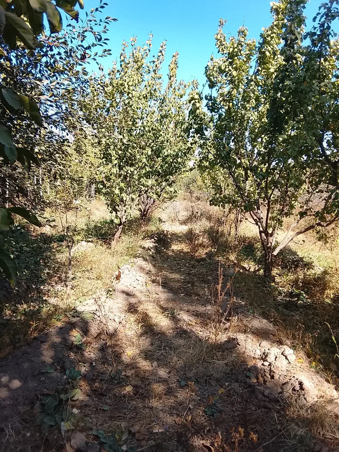 باغ فروشی|فروش دفتر صنعتی، کشاورزی، تجاری|فیرورق, |دیوار