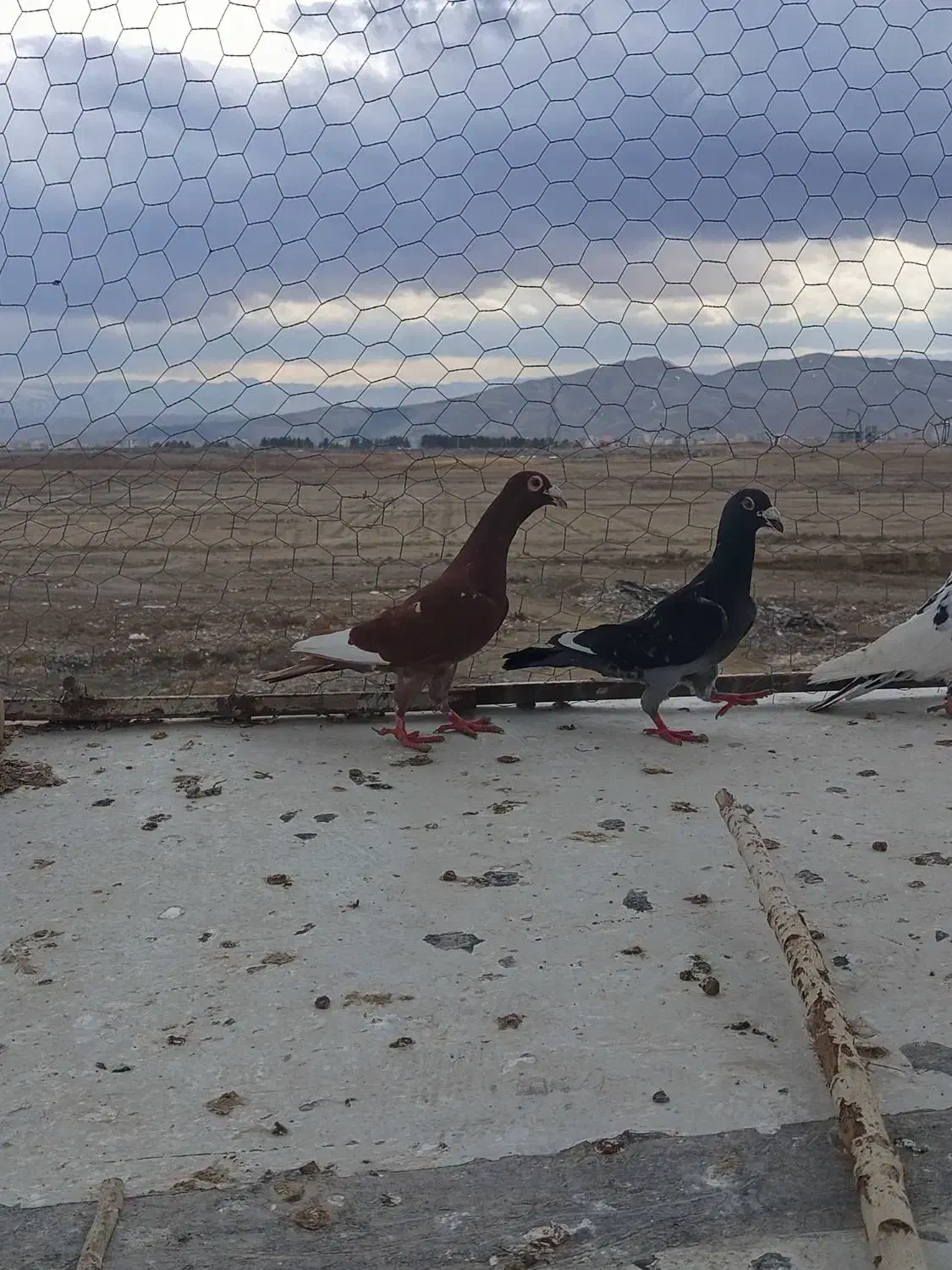 کفتر|پرنده|شیروان (خراسان), |دیوار