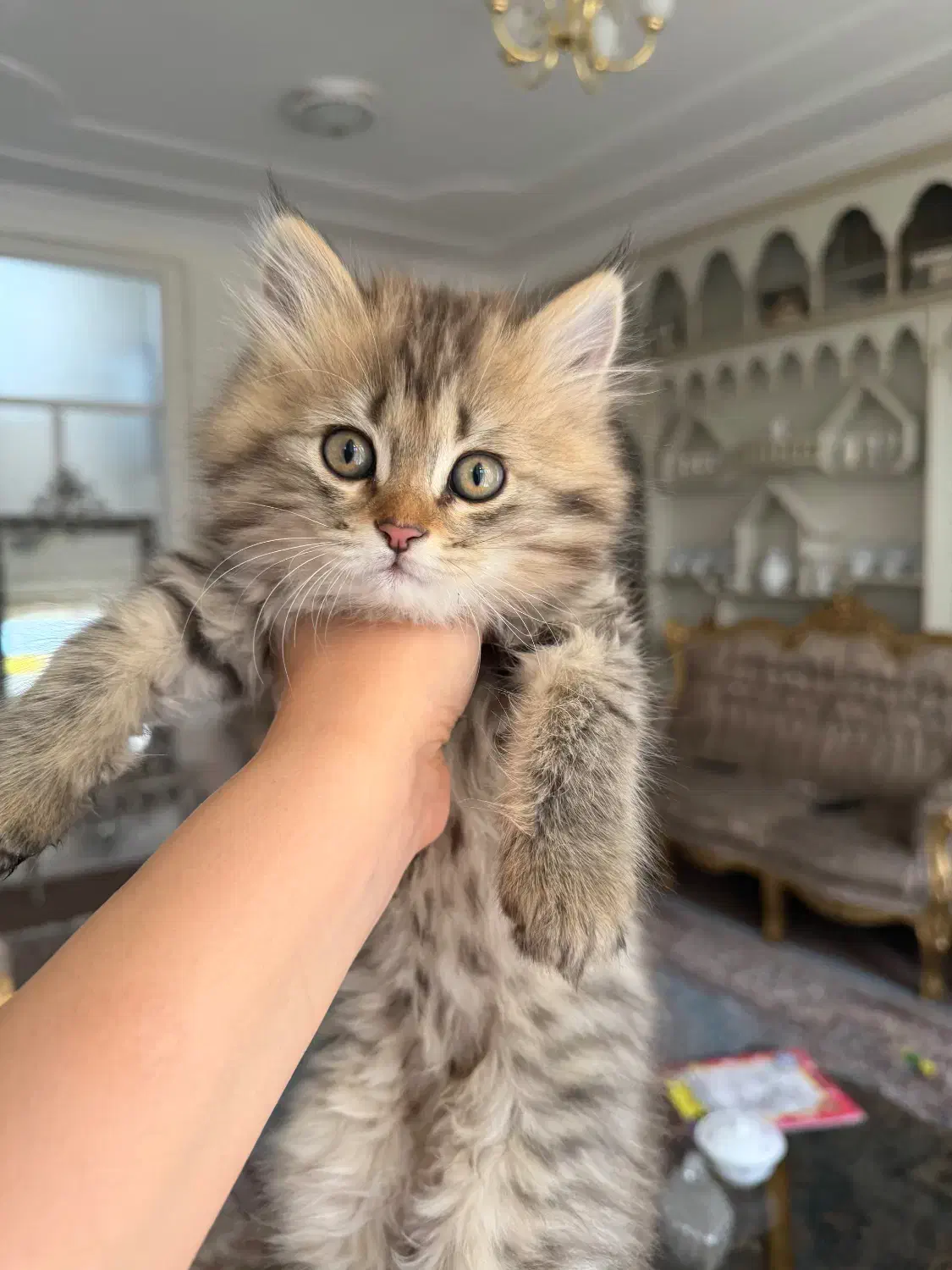 بچه گربه|گربه|یزد, |دیوار