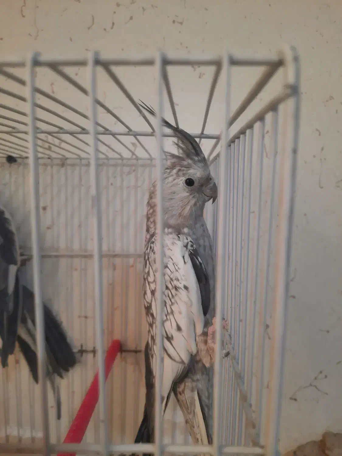 جفت عروس هلندی وایت فیس وایزابلا فروشی|پرنده|فردوس (خراسان), |دیوار