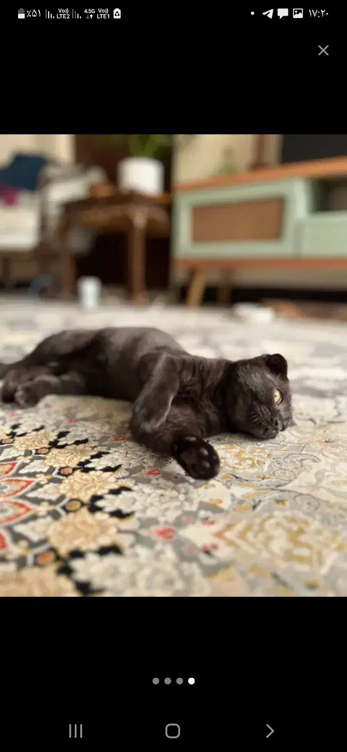 جفت گیری|گربه|تهران, شمیران‌نو|دیوار