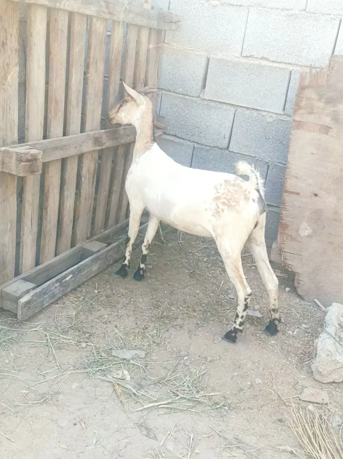 گیسه بربری آبستن ۳ ماه|حیوانات مزرعه|بندرعباس, |دیوار