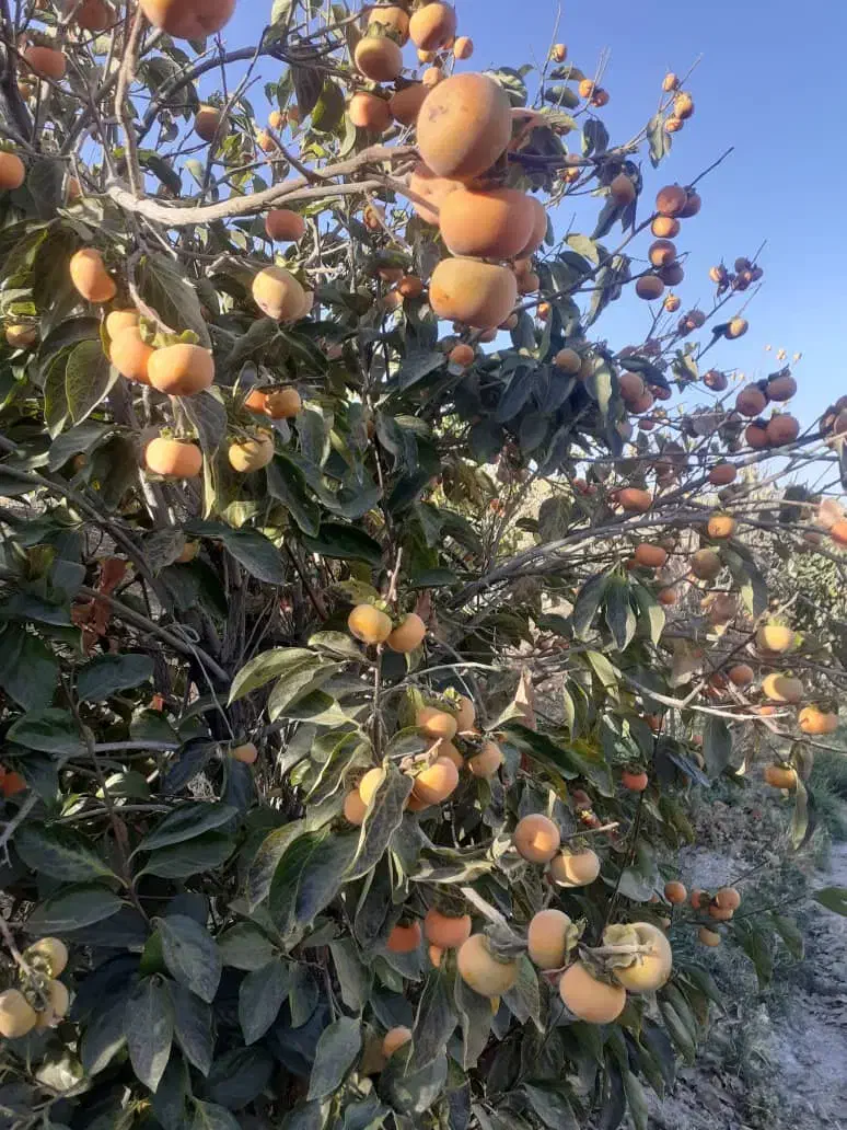 خرمالو خلجستان|خوردنی و آشامیدنی|خلجستان, |دیوار