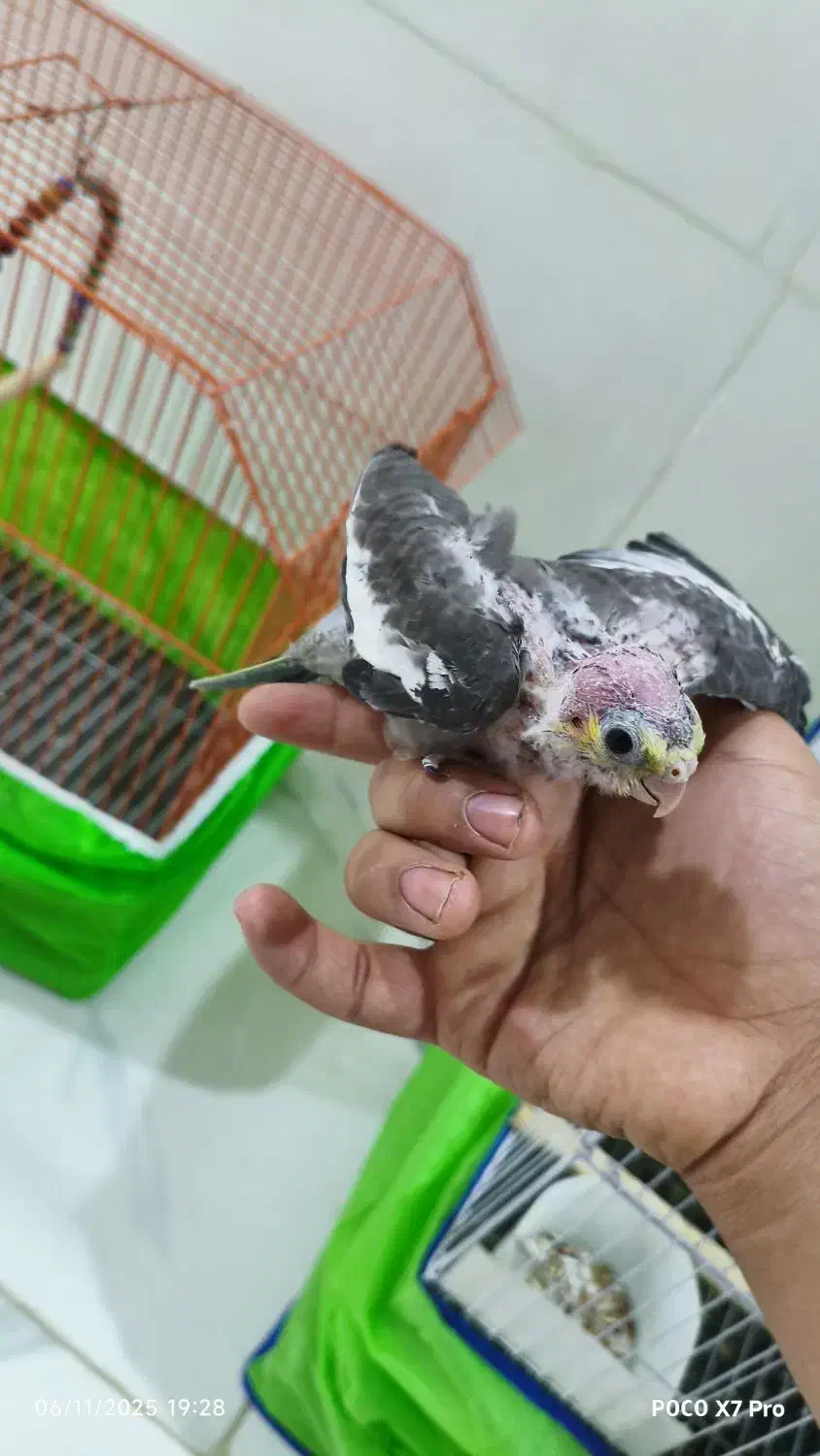 جفت عروس پاریس مولد با دو عدد جوجه|پرنده|حمیدیه, |دیوار