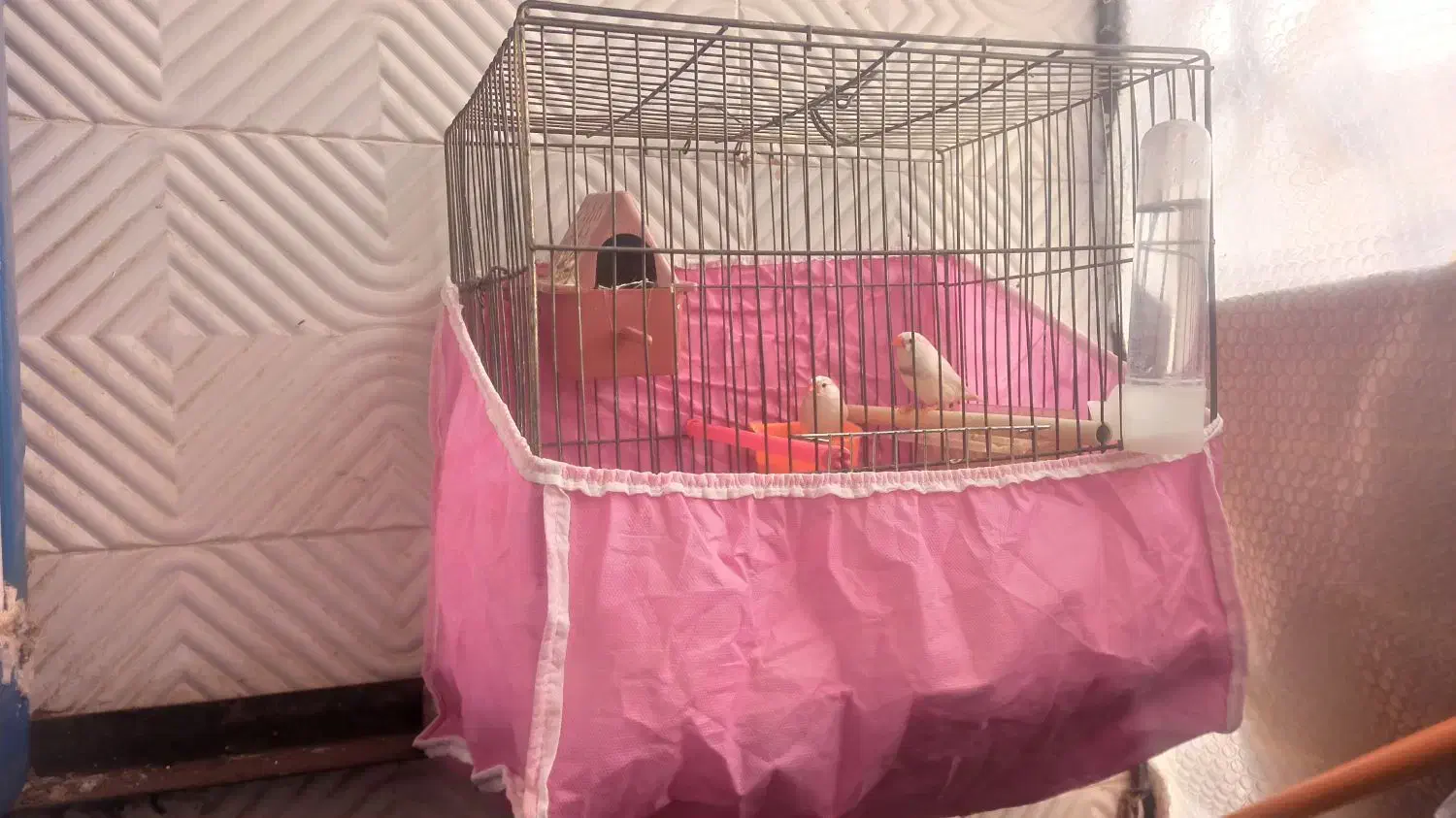 فنج|پرنده|خرمآباد, |دیوار