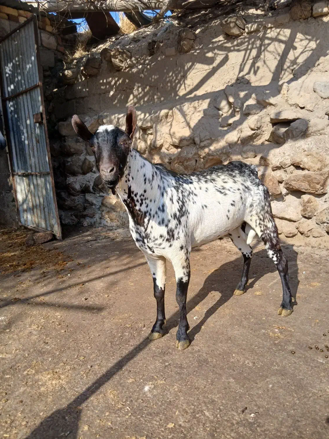 بز نر صلاله|حیوانات مزرعه|دینور, |دیوار