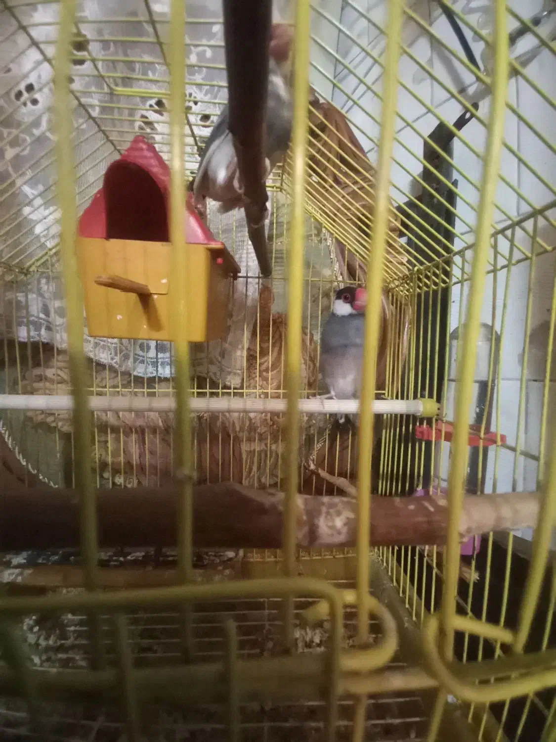 پرنده فنج نرگسی نر و ماده|پرنده|تبریز, |دیوار