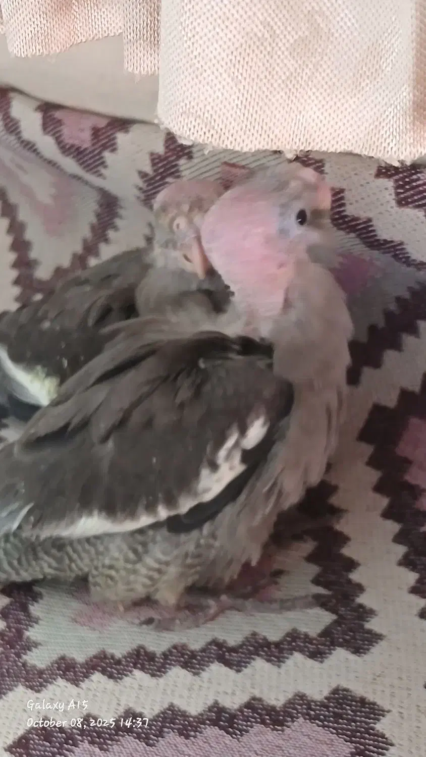 جوجه ۳۵ روزه سینامون|پرنده|سراب, |دیوار