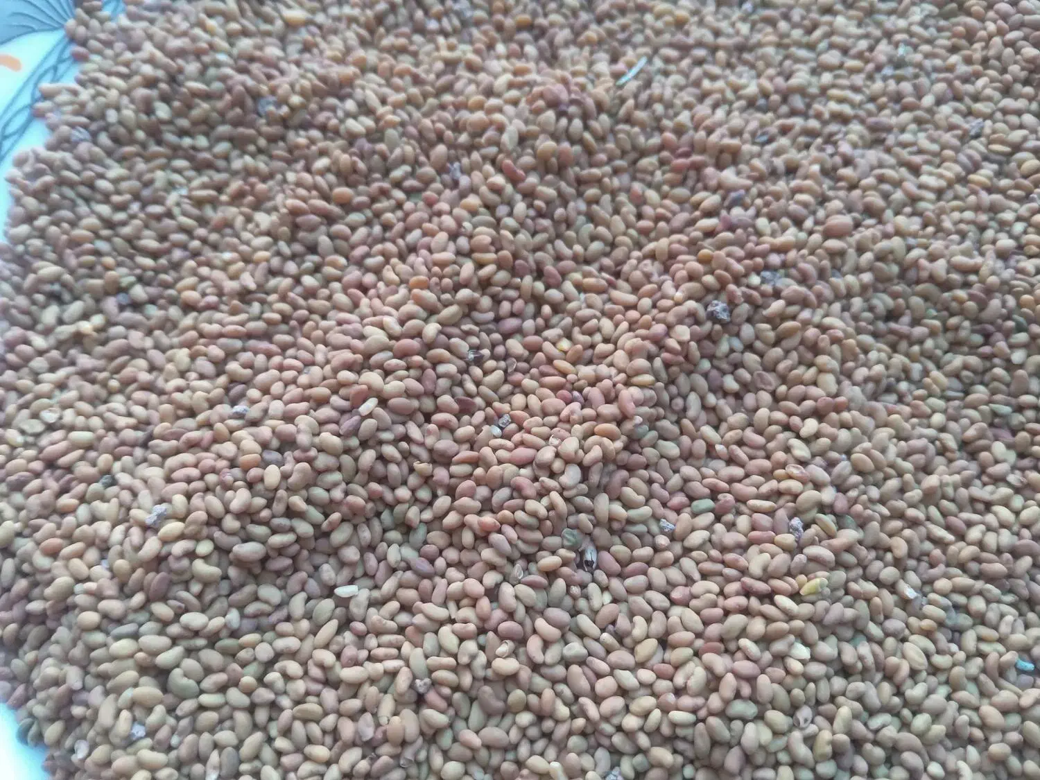 ممتاز بذر یونجه پایه بلند.و بذر گندم|خدمات باغبانی و درختکاری|اندیمشک, |دیوار