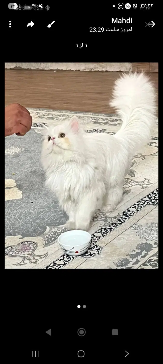 پرشین|گربه|چهاردانگه (تهران), |دیوار