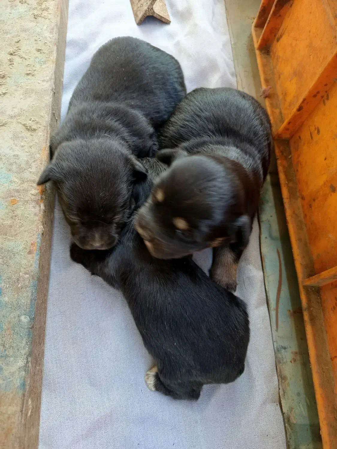 واگذاری توله|سگ|ورامین, خیر آباد|دیوار