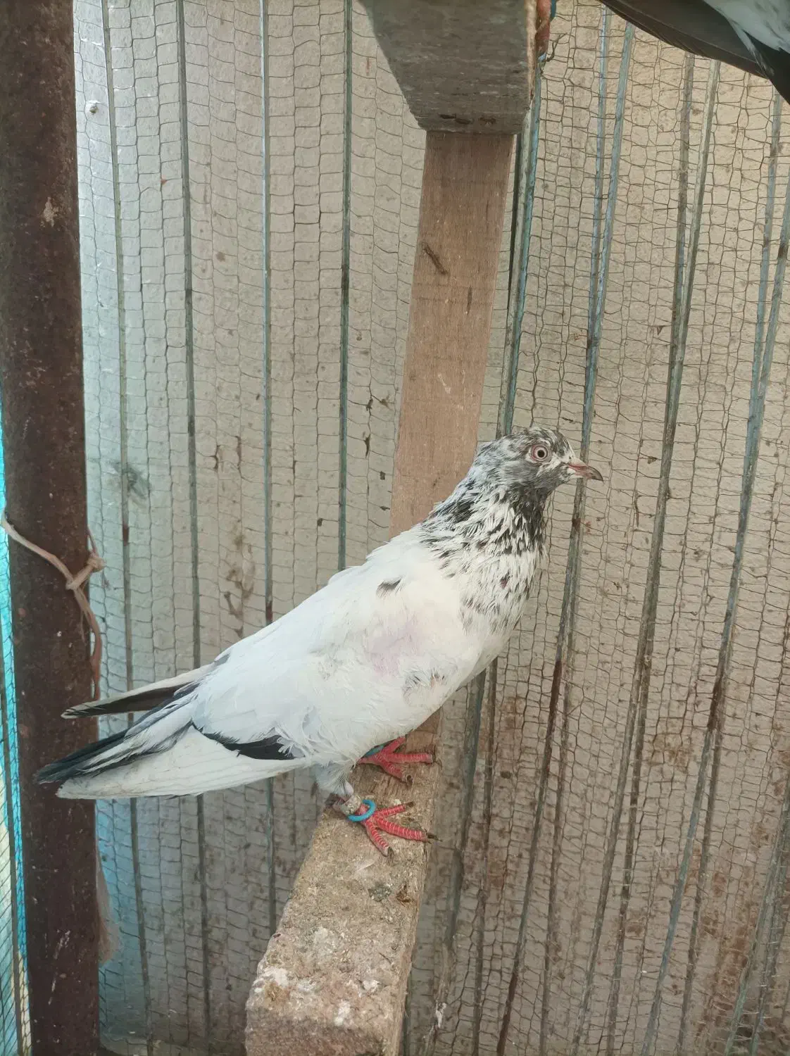 کبوتر|پرنده|رودسر, |دیوار