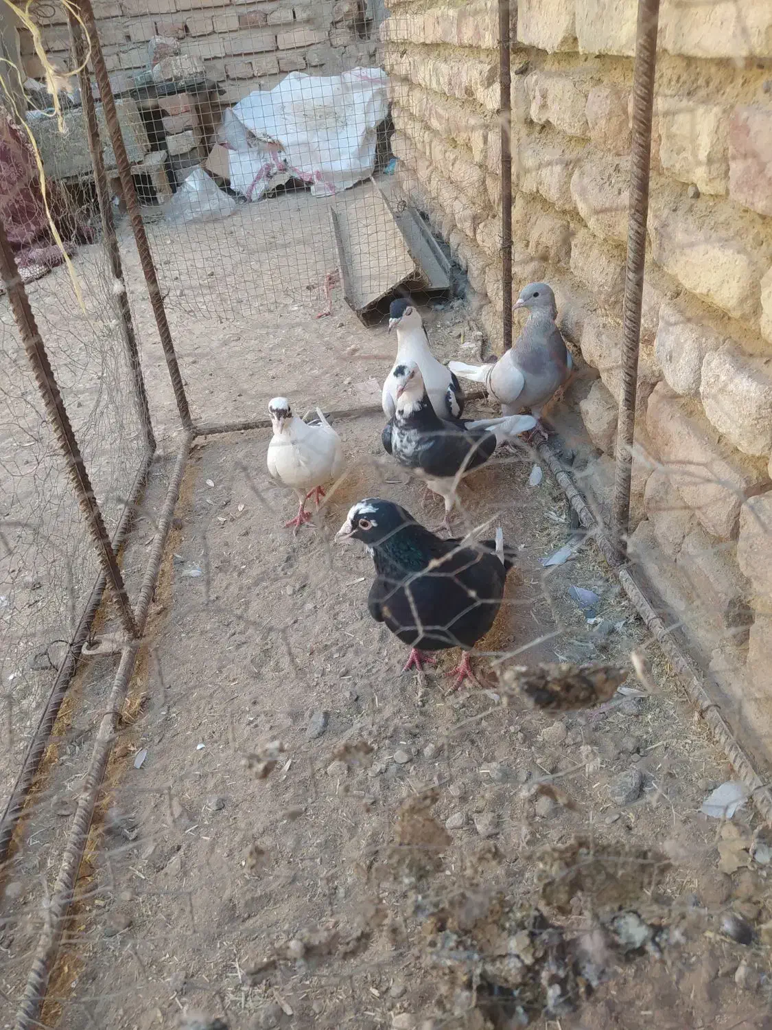 کبوتر نر وماده|پرنده|خاش, |دیوار