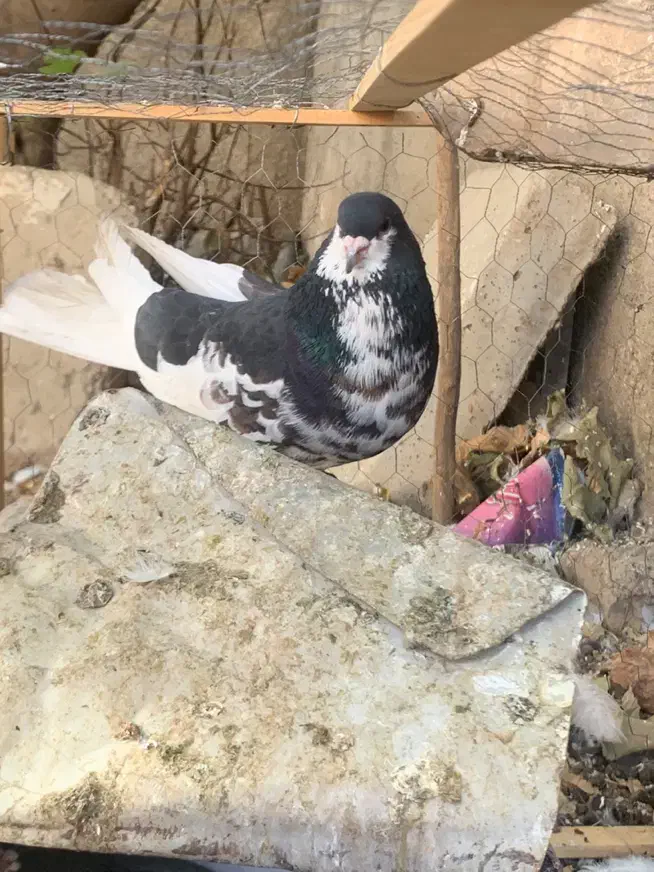 کبوتر شهری گلدار|پرنده|شیراز, کاراندیش|دیوار