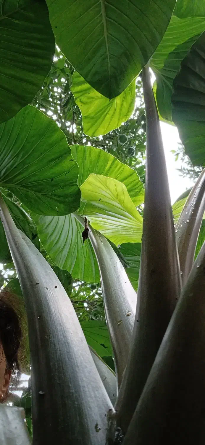 فروش گل سیکاس و بالا آدم با قیمت مناسب|گل و گیاه طبیعی|گتاب, |دیوار