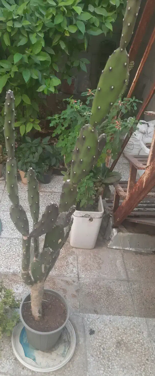 کاکتوس‌های غول پیکر مخصوص تکثیر|گل و گیاه طبیعی|شیراز, پانصد دستگاه ارتش|دیوار