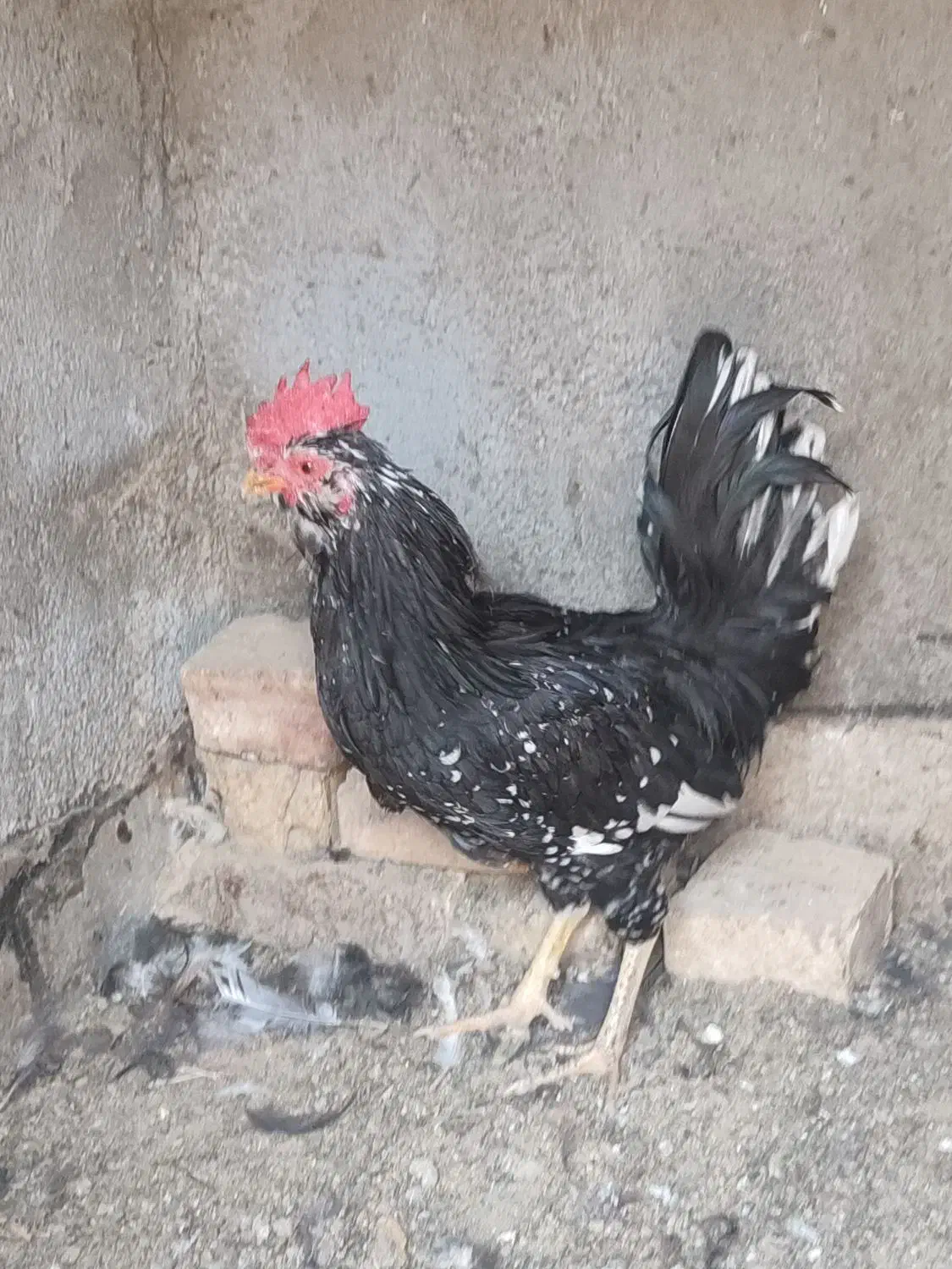 جوجه گلین ۴۰تاج،و خروس|حیوانات مزرعه|یزد, |دیوار