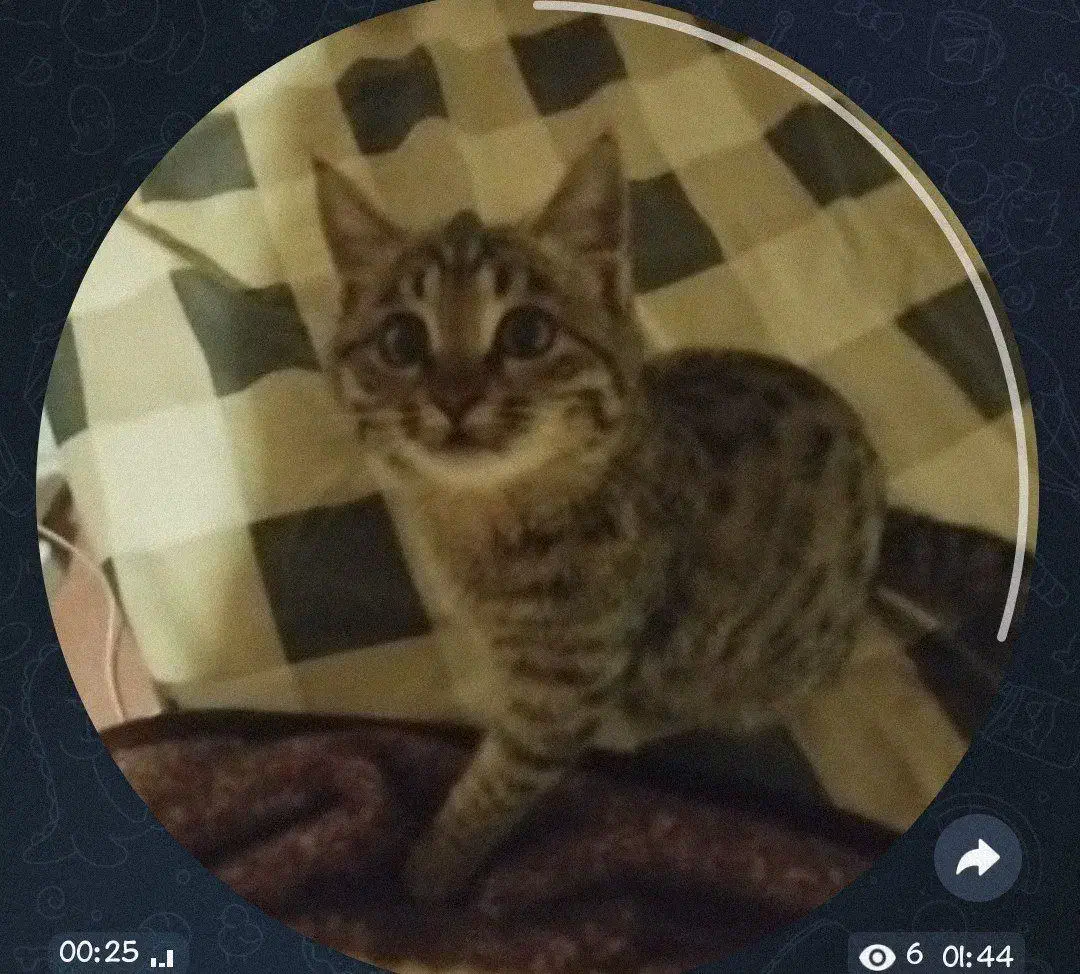 واگذاری گربه|گربه|یزد, |دیوار