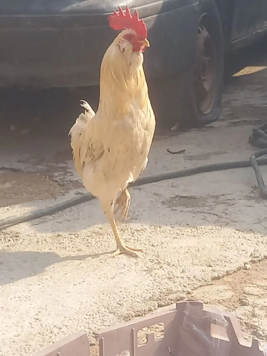 خروس گلین و مرغ گردن لوخت عربی|حیوانات مزرعه|باوی, |دیوار