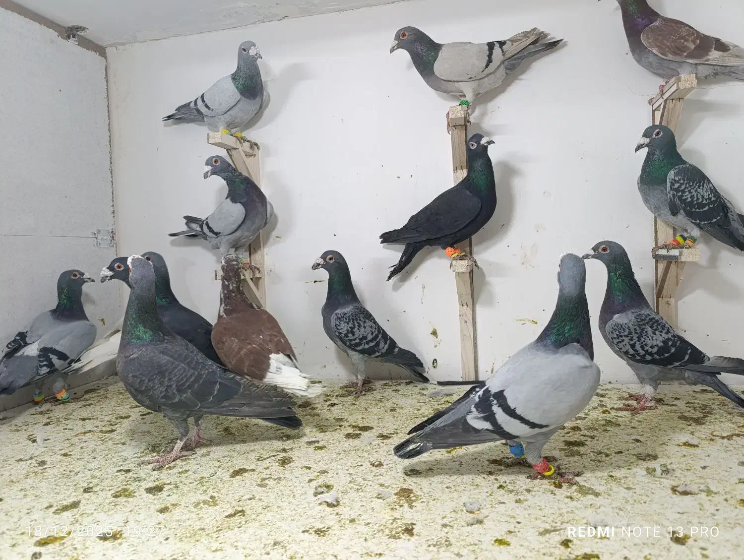 حیوون بوم|پرنده|مشهد, هفت تیر (نه دره)|دیوار