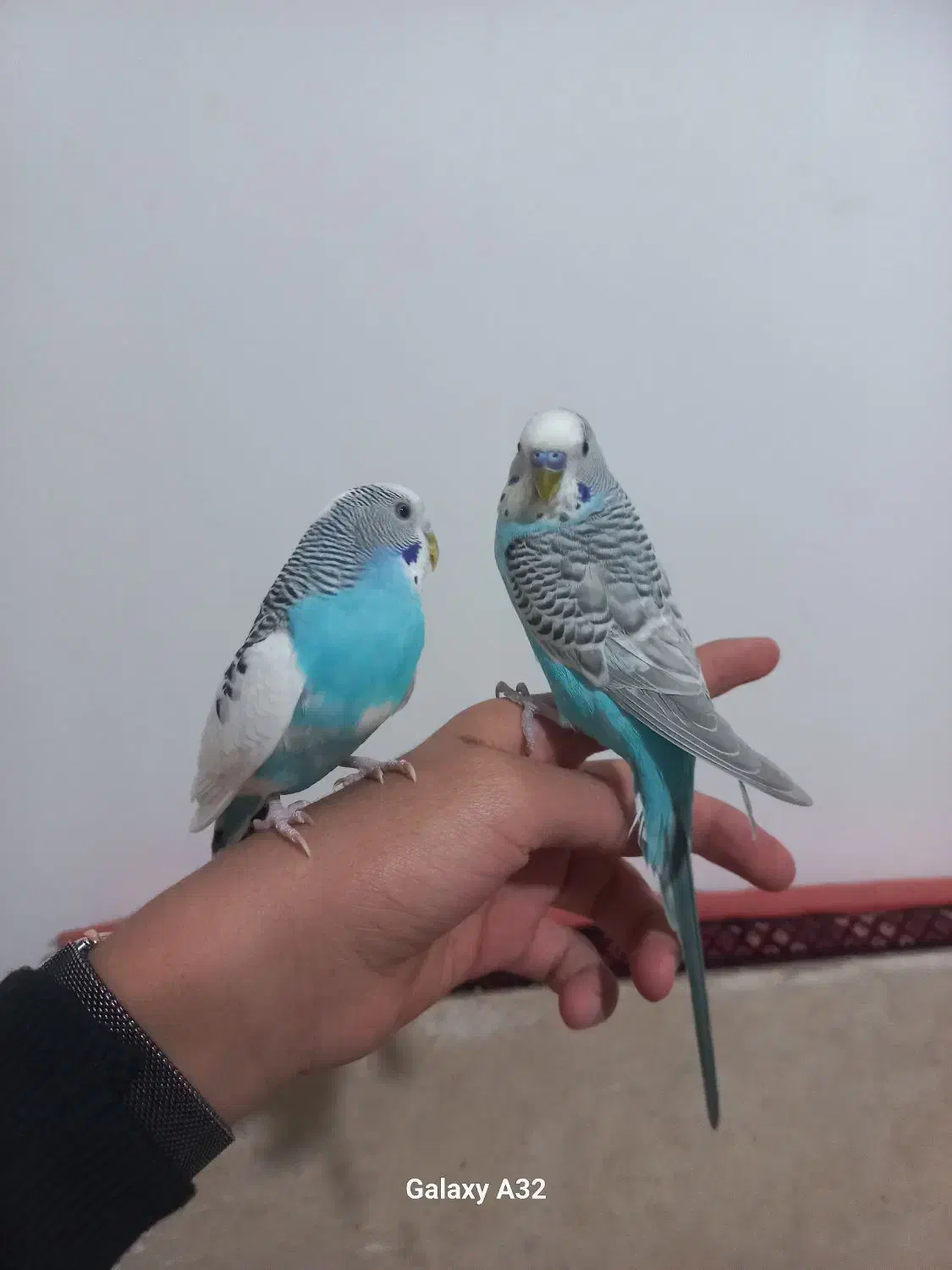 مرغ عشق|پرنده|تربت‌حیدریه, قائم|دیوار